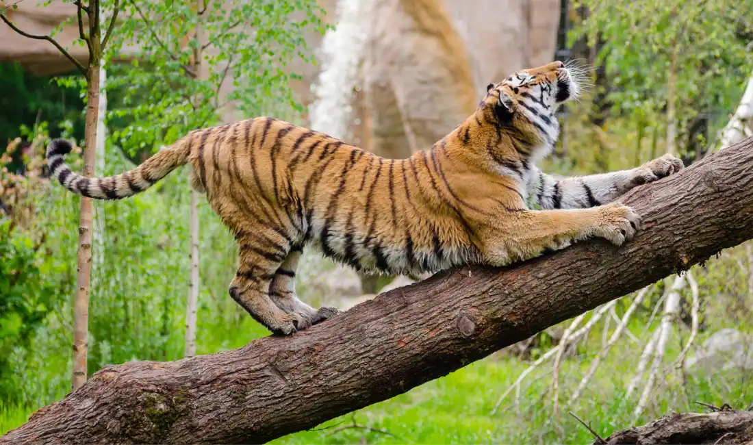 Ranthambore National Park