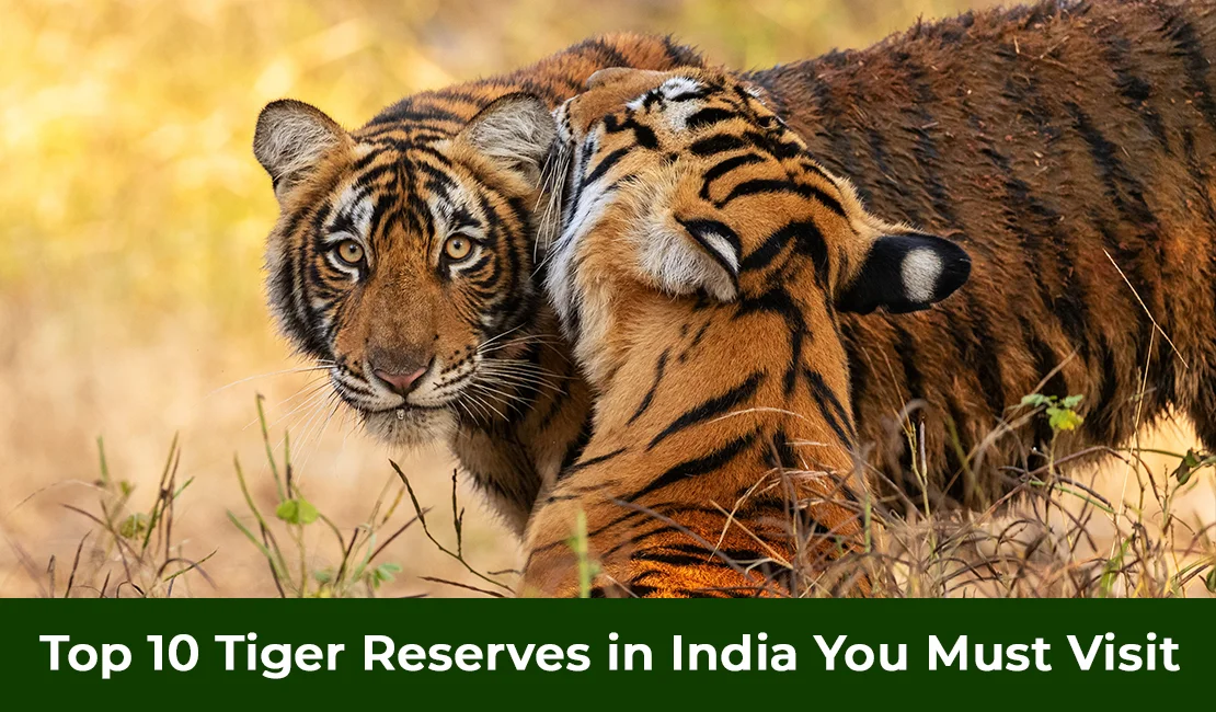 Top 10 Tiger Reserves in India You Must Visit