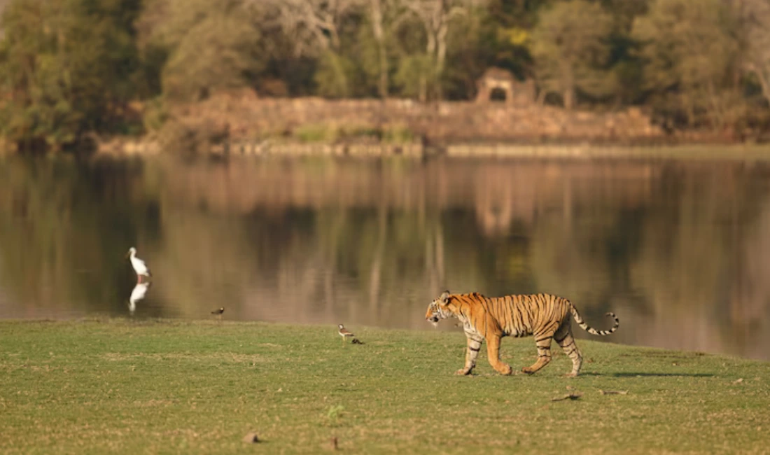 Top 8 Things to Do in Ranthambore