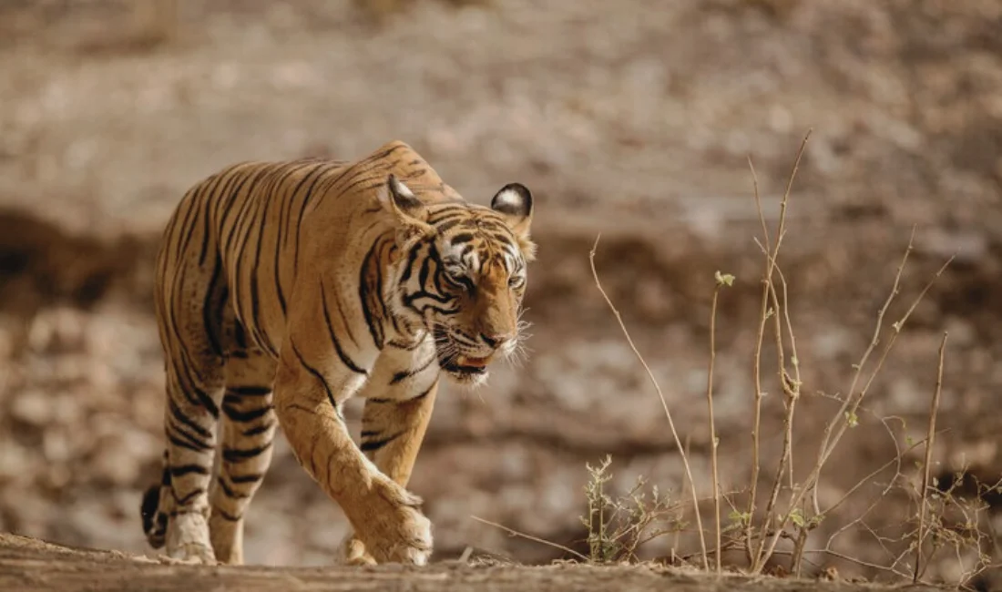 Best Time to Visit Ranthambore National Park – Checkout Now!
